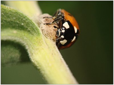 Lady bug with lunch