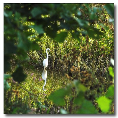 A Great Egret (Ardea alba)