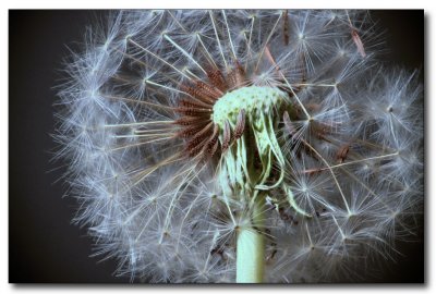 w-2009-09-10-Dandelion.jpg