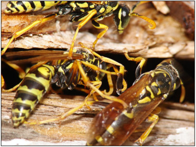 Wasps and Bees