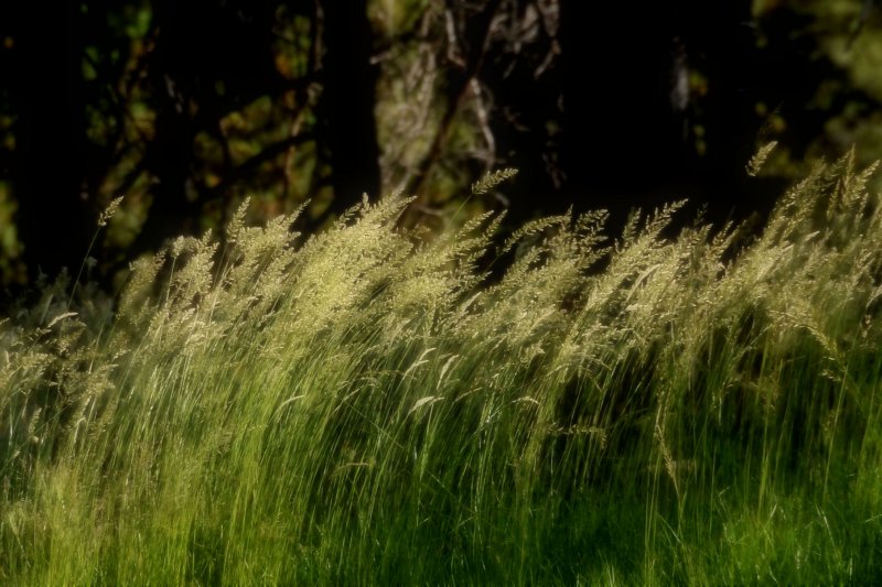 Meadow grass. . .