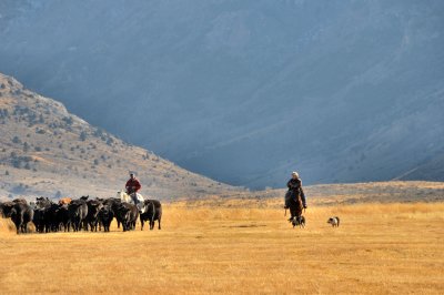 Moving the herd