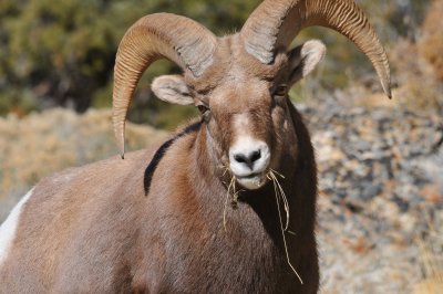 NEVADA BIGHORN SHEEP AND MOUNTAIN GOAT