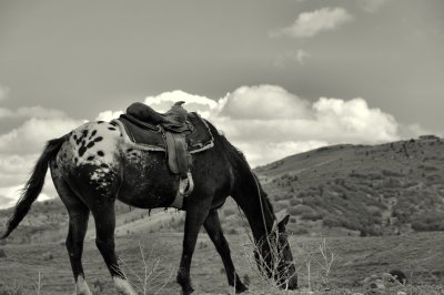 Sheep Herder's Ride . . .