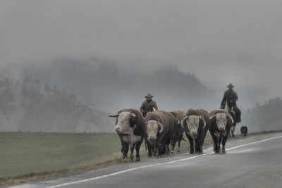 Movin' the bulls