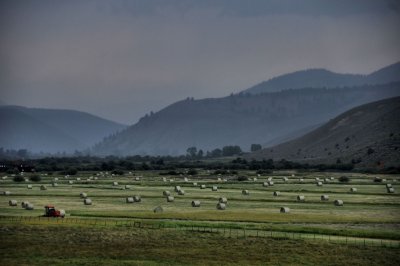 Hay fields in the mist