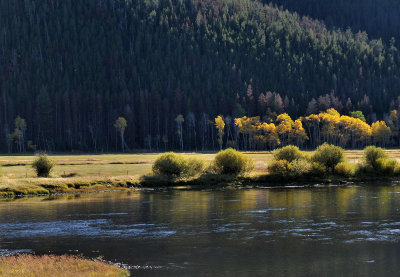 Sun lit aspens