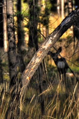 Doe in woods