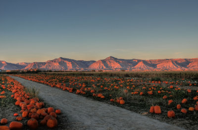 Pumpkins galore!