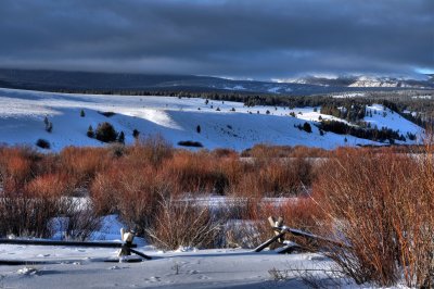 Winter willow