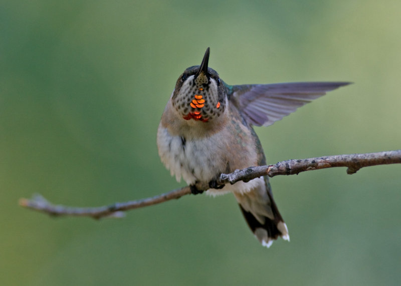 Immature Male IMGP0009.jpg