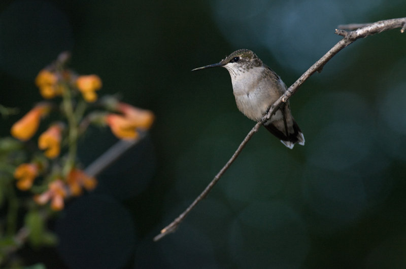 Evening perch IMGP0552.jpg