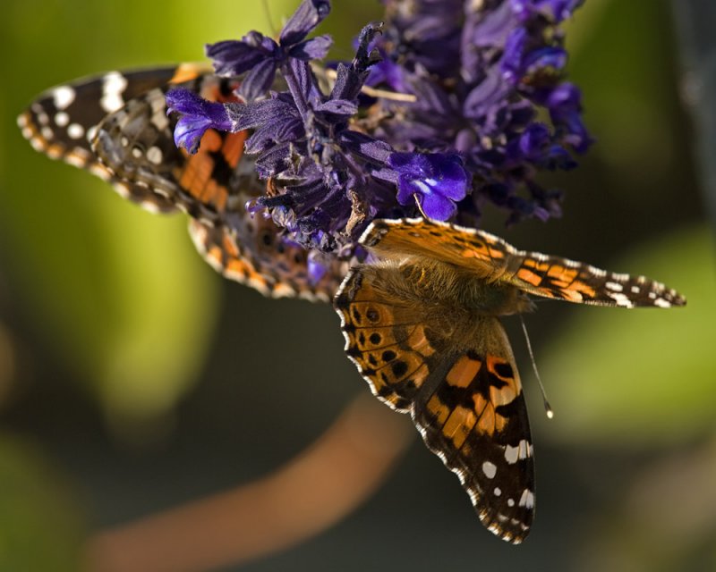 Painted Lady Dorsal View IMGP1223.jpg