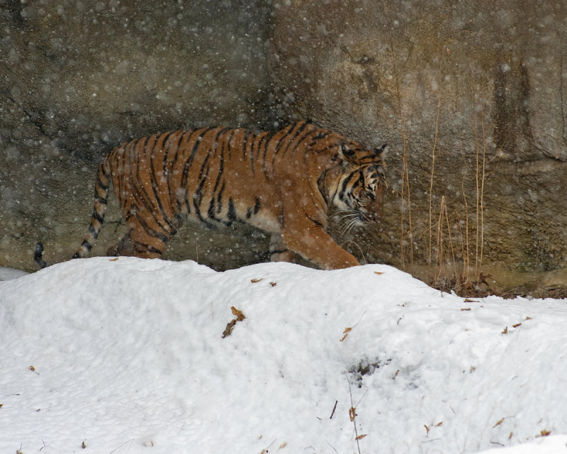 Malayan Tiger Snow aIMGP2569.jpg