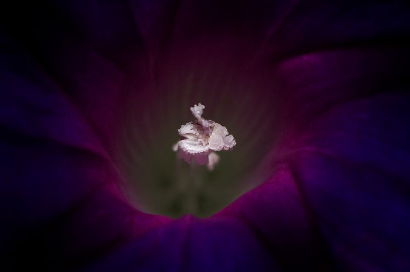 Ipomoea purpurea IMGP6518.jpg