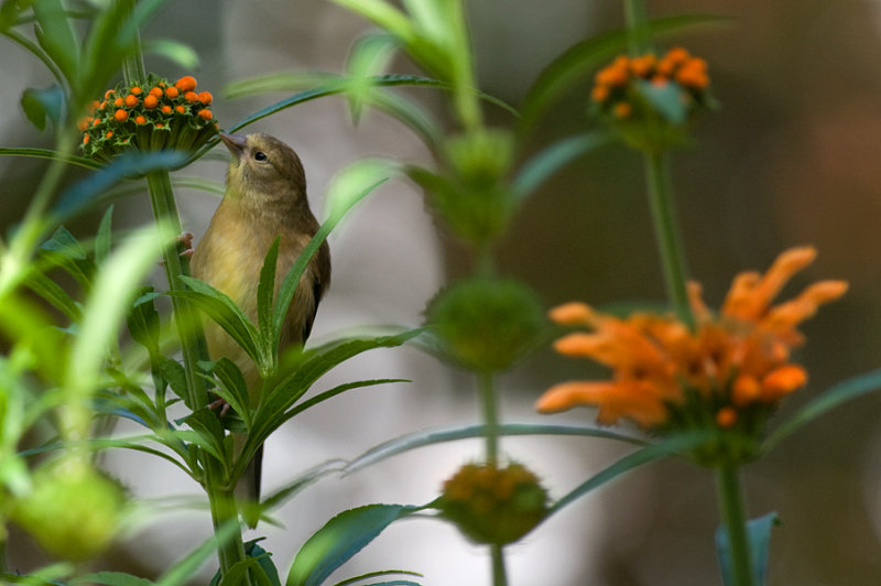 Goldfinch on Leonotis leonurus IMGP1128.jpg