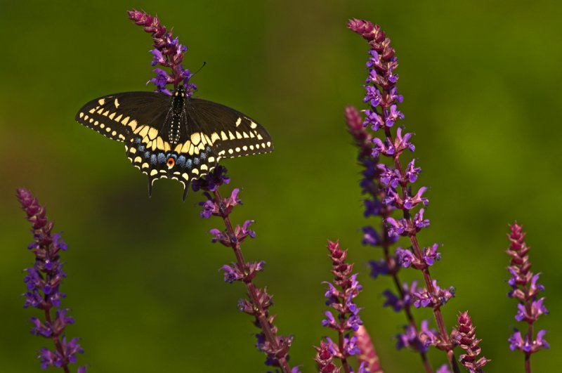 DA300 Male Black Swallowtail IMGP2395.jpg