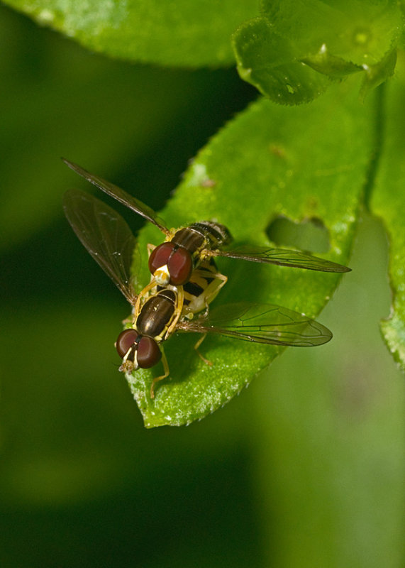 Hover Flies IMGP3027.jpg