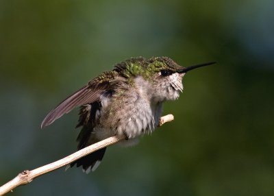 Ruby-Throated Hummingbird IMGP0224.jpg