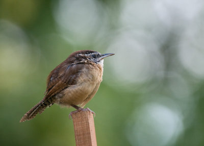 Carolina Wren IMGP0478.jpg