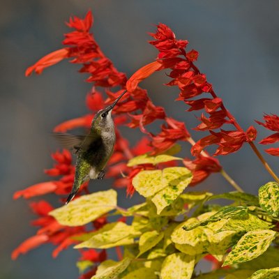 Hummingbirds and Salvias 2008