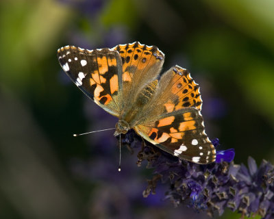 Painted Lady on salvia IMGP1188.jpg