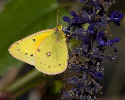 Clouded Sulphur IMGP1091.jpg