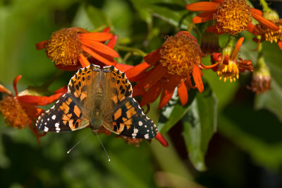 Painted Lady on Mexican Flame Vine IMGP1073.jpg