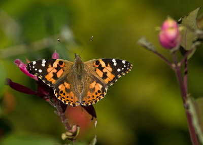 Painted Lady on Salvia Involucrata IMGP1122.jpg