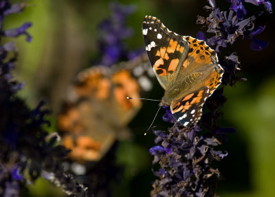 Painted Lady pair IMGP1145.jpg