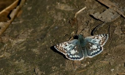 Dusky Wing IMGP1304.jpg