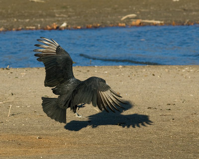 Black Vulture IMGP1362.jpg