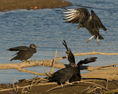 Black Vultures