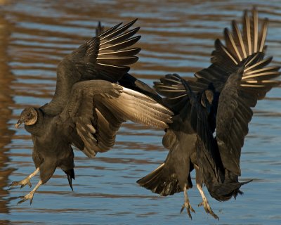 Black Vultures IMGP1381.jpg