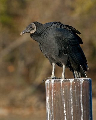 Black Vulture IMGP1369.jpg