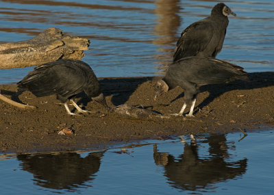 Black Vultures IMGP1371.jpg