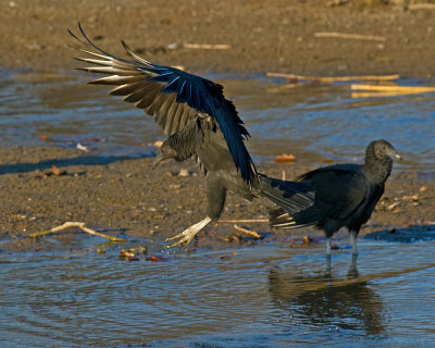Black Vultures IMGP1380.jpg