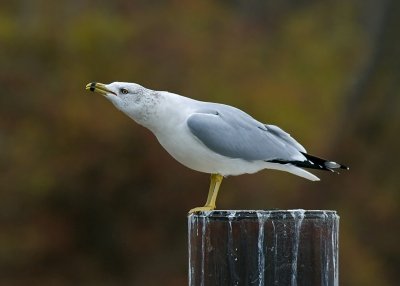 Ring-billed Gull IMGP1436.jpg