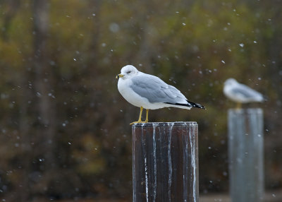 Brrrr  Ring-billed Gull IMGP1452.jpg