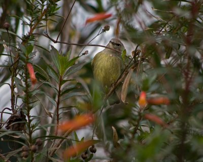 Orange-Crowned Warbler IMGP1865.jpg