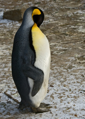 Penguin IMGP1967.jpg