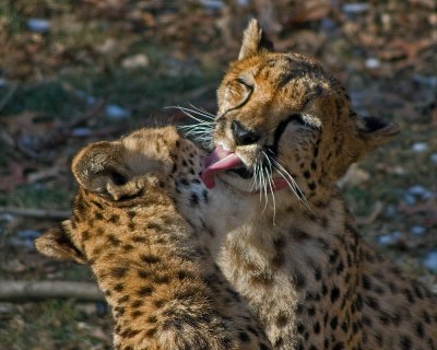 Tongues IMGP2048.jpg