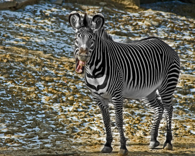 Zebra IMGP2085.jpg