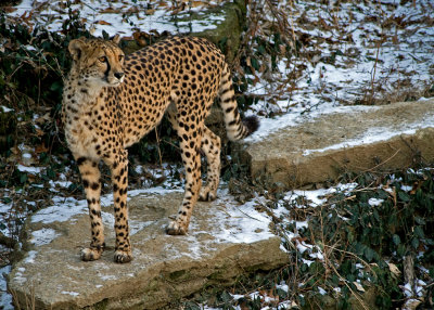 Cheetah IMGP2039.jpg