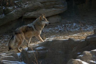 Mexican Wolf IMGP2014.jpg