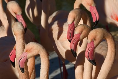 Flamingos IMGP2149.jpg