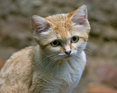 Sand Cat IMGP2299.jpg