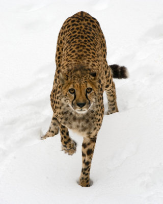 Cheetah Stalking IMGP2255.jpg