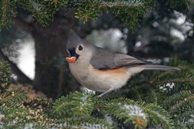 Carolina Chickadees and Wrens