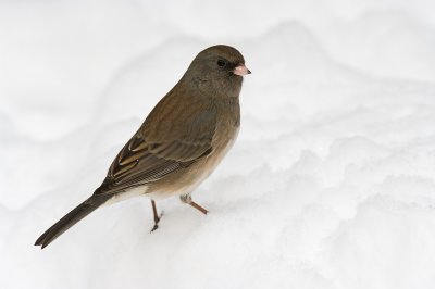 Sparrows